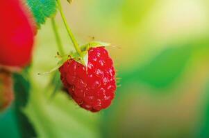 Two raspberry berries on a bush in the sunshine. Red raspberry grows. Healthy food. photo