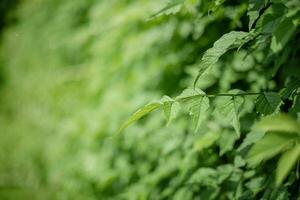Campsis leaves on blurred green bokeh. Natural background green thin focus and defocus part. photo