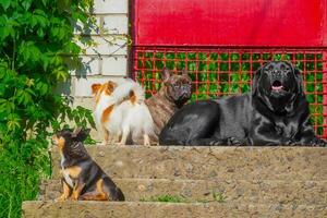 cuatro perros cerca el rojo puerta. dos chihuahuas, un francés buldog y un Labrador perdiguero. mascotas. foto