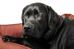 Black dog in a lounger isolate on white. Portrait of a labrador retriever with brown eyes. photo