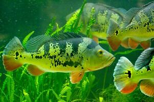 freshwater fish in the aquarium in close up at the Warsaw zoo photo