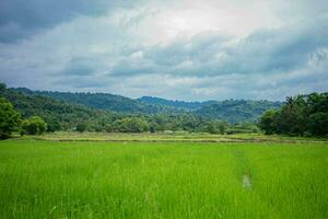 Beautiful scene of a green rice field landscape in an overcast, cloudy region of Thailand. Cereal harvesting environment. photo