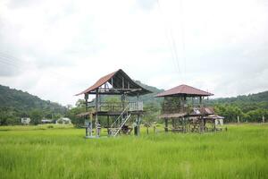 Beautiful scene of a green rice field landscape in an overcast, cloudy region of Thailand. Cereal harvesting environment. photo