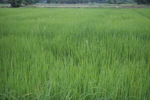 Beautiful scene of a green rice field landscape in an overcast, cloudy region of Thailand. Cereal harvesting environment. photo