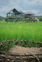 Beautiful scene of a green rice field landscape in an overcast, cloudy region of Thailand. Cereal harvesting environment. photo