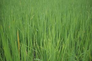 Beautiful scene of a green rice field landscape in an overcast, cloudy region of Thailand. Cereal harvesting environment. photo