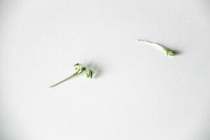 two delicate twigs of cress lying on the white background before Easter photo