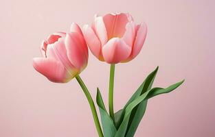 apertura un hermosa ramo de flores de rosado tulipán flores, lapso de tiempo Boda fondo, San Valentín día concepto. amar, cumpleaños diseño fondo. con un sitio para texto o imagen. foto