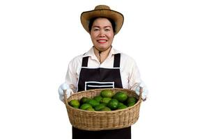 Asian woman gardener wears hat, apron and gloves, holds basket of fresh avocado fruits, isolated on white background. Concept , organic agriculture occupation lifestyle. Happy farmer. photo