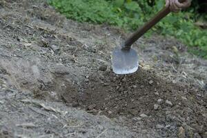 A long handle hoe is digging soil for making hole to grow plants or trees or making hole for bury something. Concept, Traditional agriculture tool in Thailand. Gardening. photo