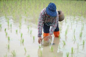 Asian woman farmer holds fishing net and creel to find freshwater algae  Spirogyra sp. and fish at organic paddy field. Concept, rural agriculture lifestyle, earn living from nature. photo