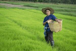 Asian farmer is at paddy field, holds basket to get rid of grass or weeds in rice field by hands. Concept , Agricultural occupation. Organic farming. No chemical using. Use natural ways. Thai farmer. photo