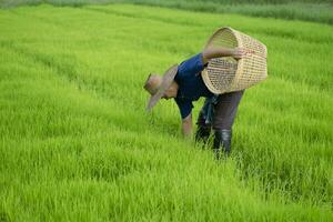 Asian farmer is at paddy field, holds basket to get rid of grass or weeds in rice field by hands. Concept , Agricultural occupation. Organic farming. No chemical using. Use natural ways. Thai farmer. photo