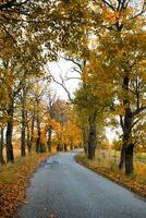 Autumn leaves carpeting the road photo