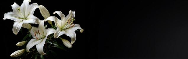 Funeral lily on dark vackground with copy photo