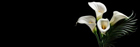Calla flower on black background with copy space photo