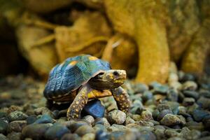 Endangered Marine Turtle on Rock Exotic and Cute Wildlife Close-Up Exotic turtle resting on rock showcases endangered wildlife in marine environment. photo