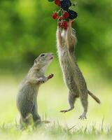 Squirrels eat berries,Cute Pair of Squirrels in Natural William Environment Pair of cute squirrels exploring natural forest environment, showcasing wildlife and nature. photo