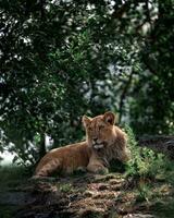 Wildlife Predator in Natural Habitat Majestic lion prowling through lush forest, symbol of untamed wildlife. photo