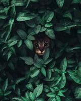 The cat is hiding inside the tree photo