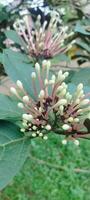 a plant with flowers and leaves in the grass photo