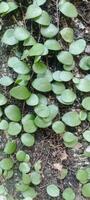 a close up of a plant with leaves growing on it photo