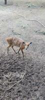 a small deer running across a dirt field photo