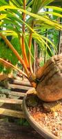 a plant with a large root in a pot photo