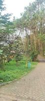 a paved road with trees and bushes in the background photo