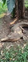 a crocodile relaxing under a banana tree photo