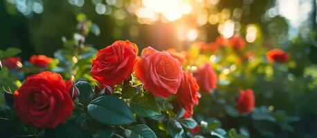 rojo Rosa flor en el jardín y luz de sol con bokeh,generativo ai foto