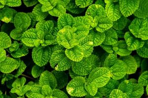 Low light. Green leaf in the garden. photo