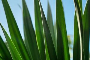 Tropical spiky green palm leaves, for copy space wallpaper background photo