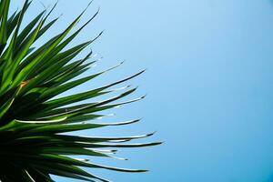 Tropical spiky green palm leaves, for copy space wallpaper background photo