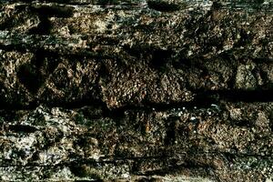 foto oscuro madera antecedentes. de madera tablero textura. estructura de natural tablón.