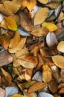 Colorful autumn fallen leaves on brown forest soil background photo