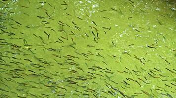 pescado colegio flotante en pescado granja imágenes. video