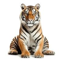Beautiful tiger isolated. photo