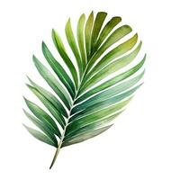 Green watercolor palm leaf isolated photo