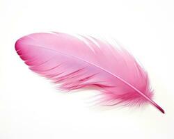 Pink feather isolated photo