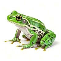Beautiful frog isolated photo