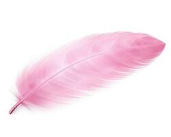 Pink feather isolated photo