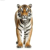 Beautiful tiger isolated. photo