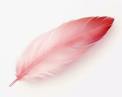 Pink feather isolated photo