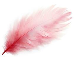 Pink feather isolated photo