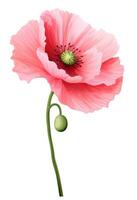 Watercolor red poppy flower isolated photo