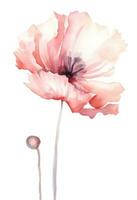 Watercolor red poppy flower isolated photo