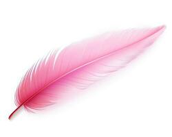 Pink feather isolated photo