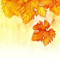 Abstract autumn background photo