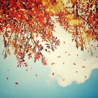 Beautiful vintage autumn background photo